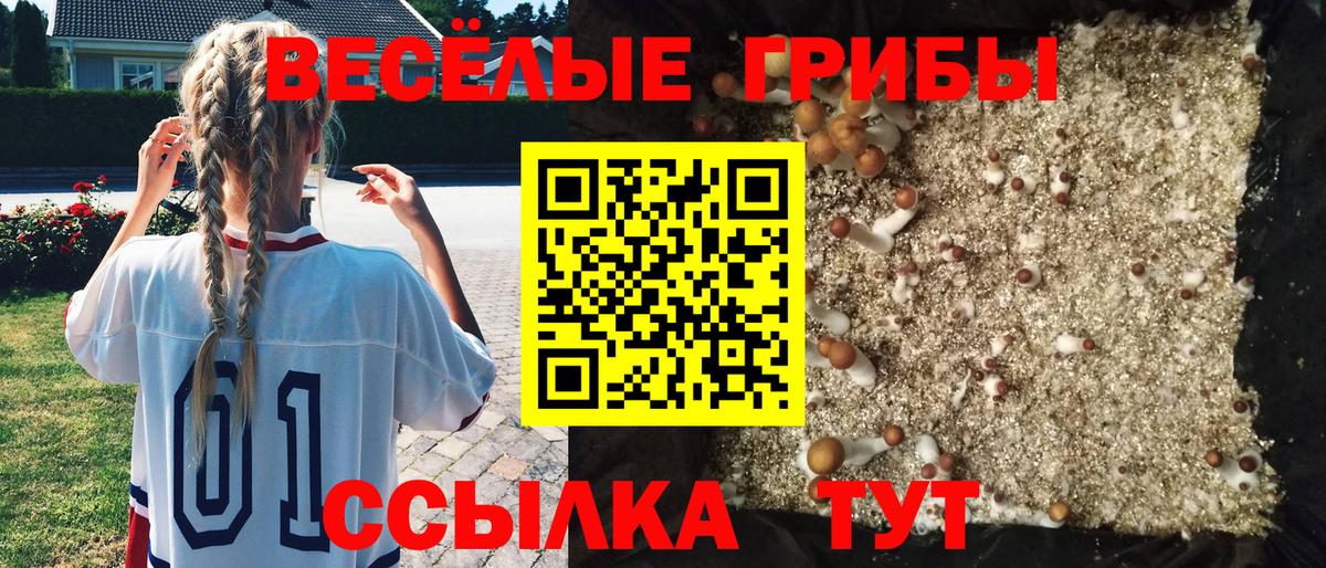 Балашов  Галлюциногенные грибы Cubensis  где можно купить   Вход с VPN 
